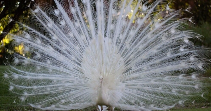 What is the rarest albino animal