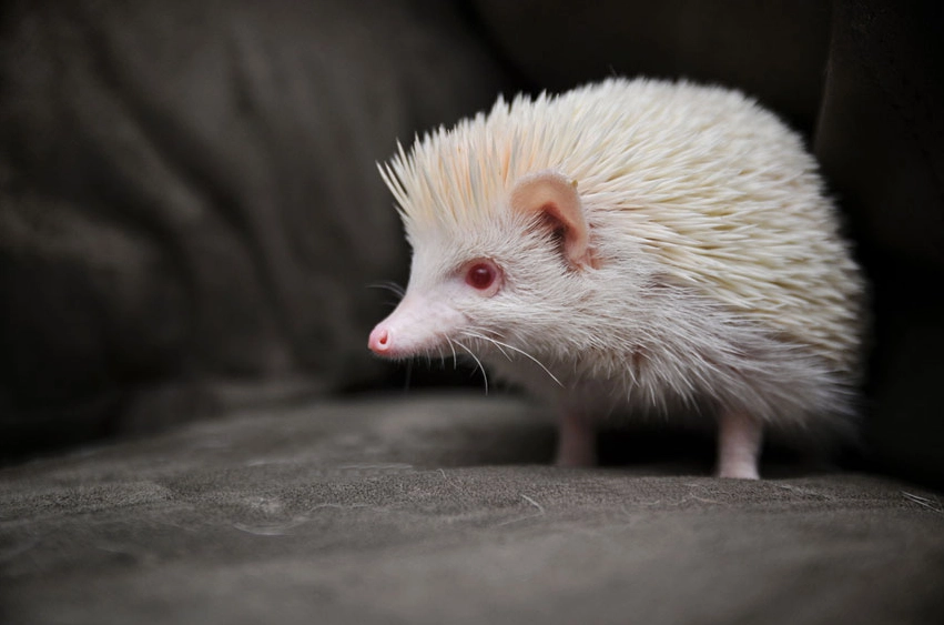 albinism vision problems albinism vision problems