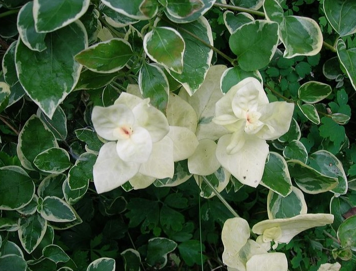 plant albinism