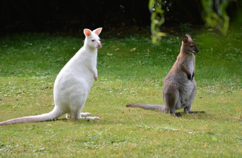 albinism health effects albinism health effects