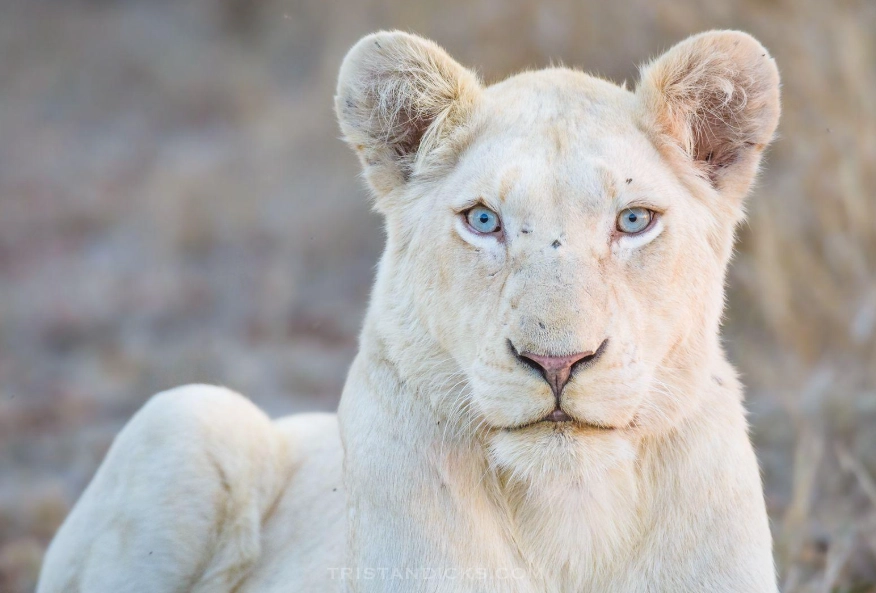animals with albinism animals with albinism