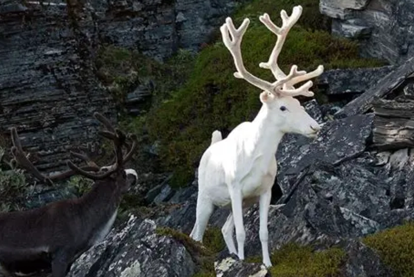 leucism vs albinism leucism vs albinism