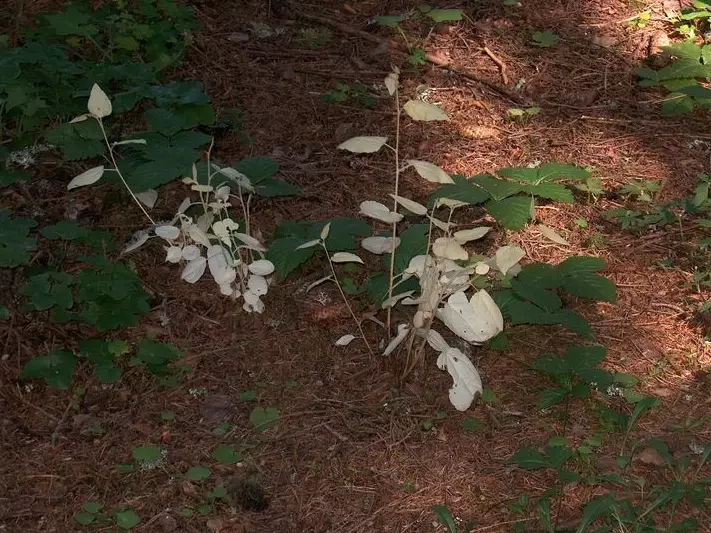 chlorophyll deficiency