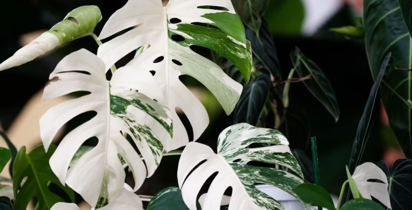 white leaves on plants