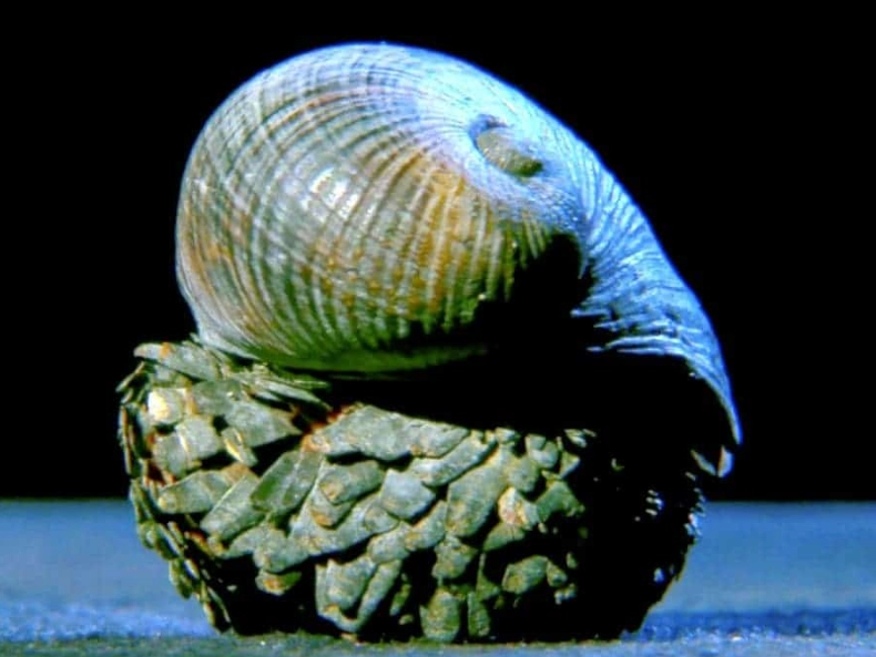 deep-sea snail conservation