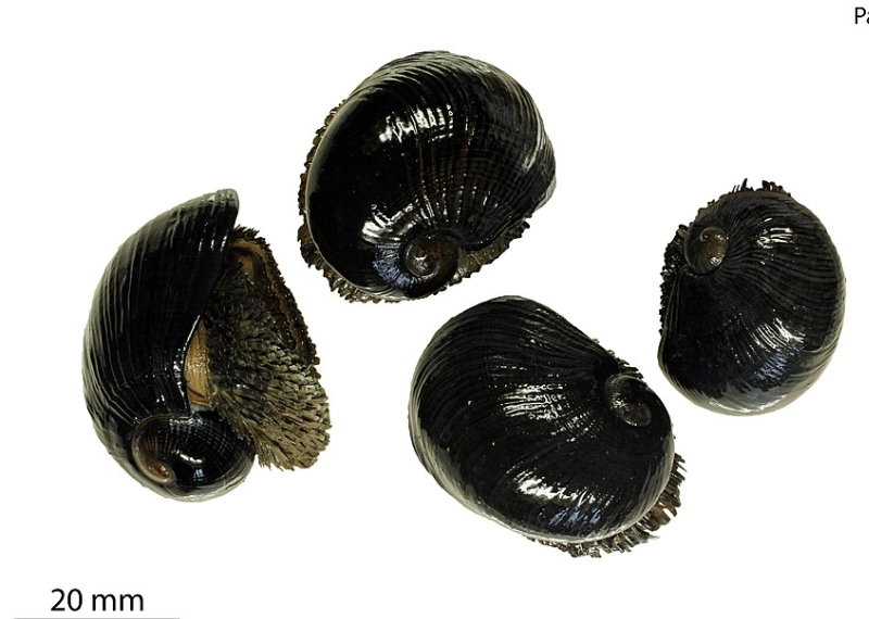 Why is the scaly-foot snail's shell so special?