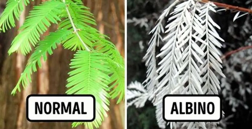 Albinism in plants