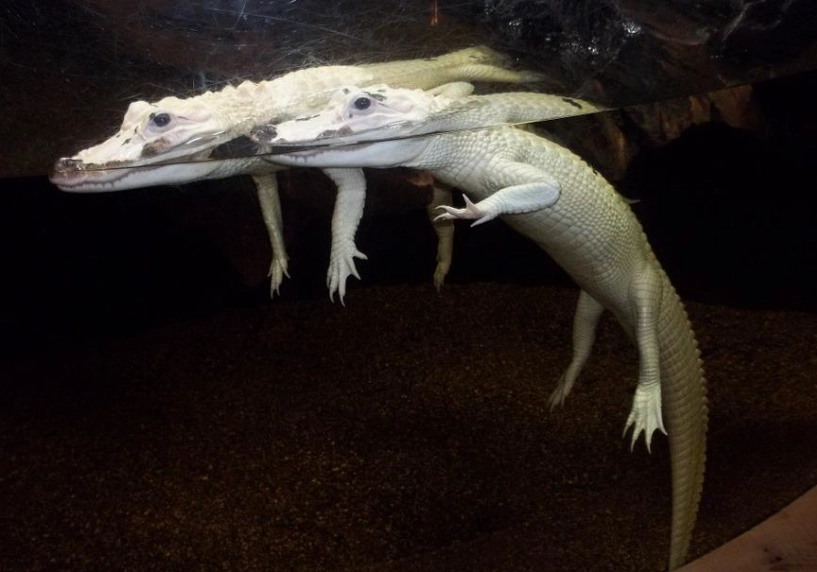 causes of albinism causes of albinism