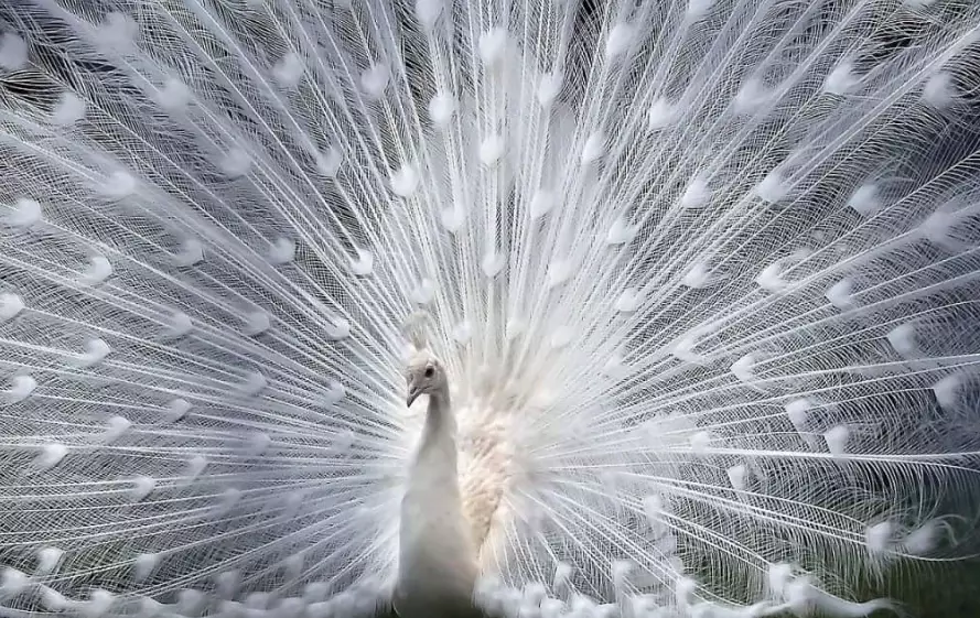 albino wildlife albino wildlife