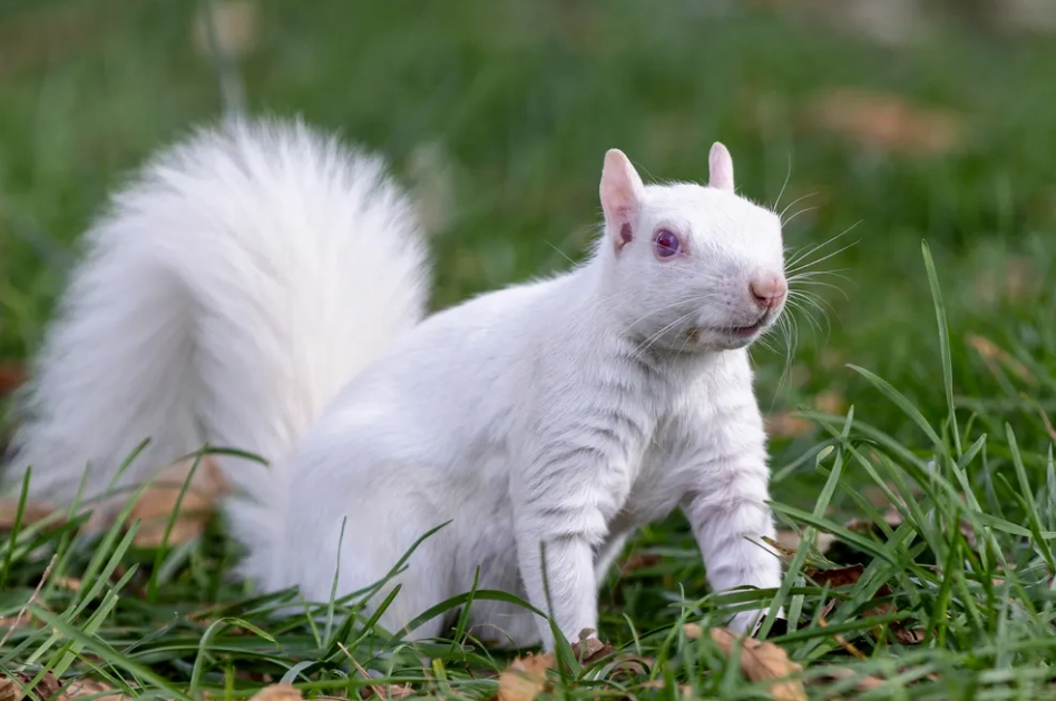 albino animal color albino animal color