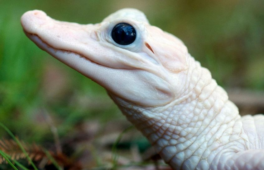 white alligator