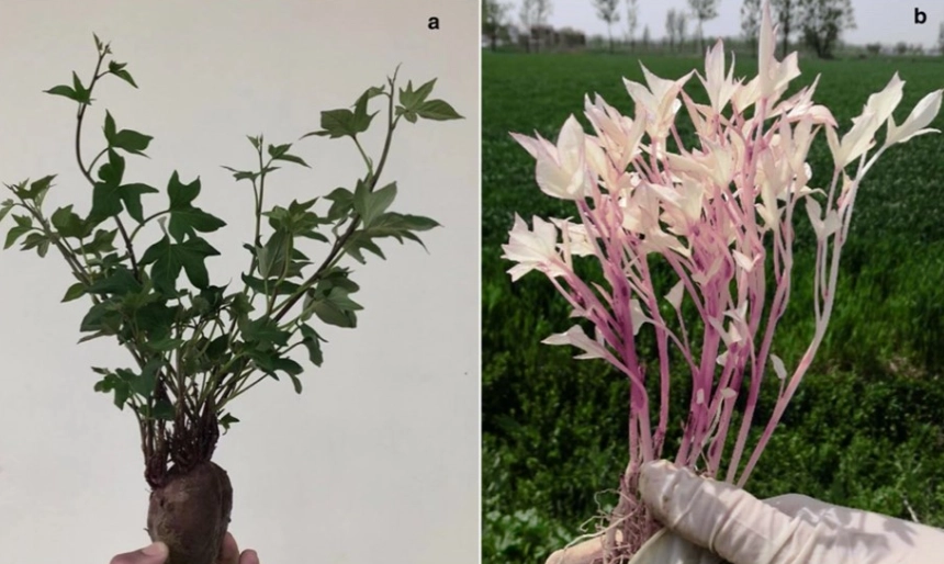white leaves on plants