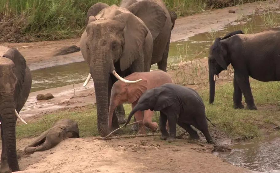 pink albino animals pink albino animals