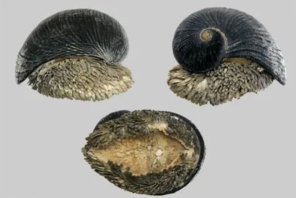 Is the scaly-foot snail real?