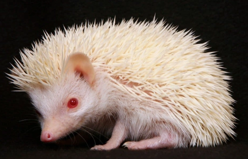 Does albinism affect health in animals?