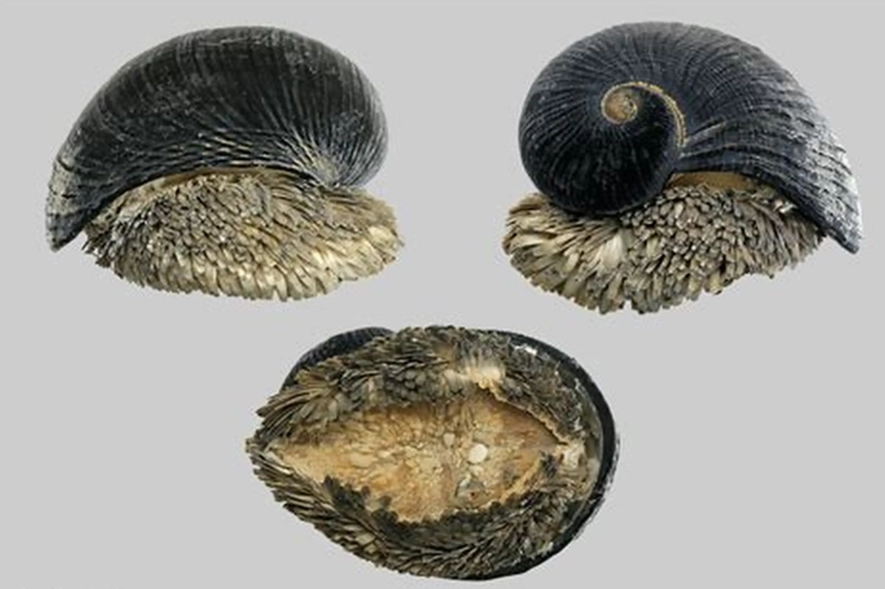scaly-foot snail