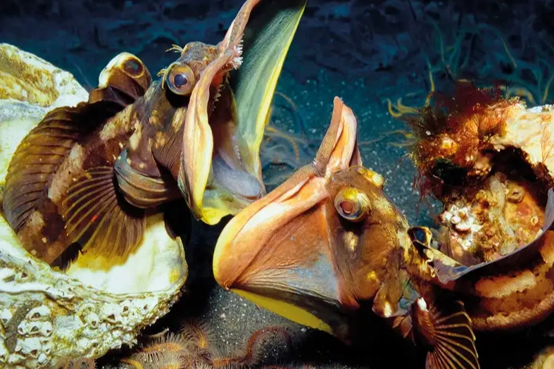 what do sarcastic fringeheads eat what do sarcastic fringeheads eat