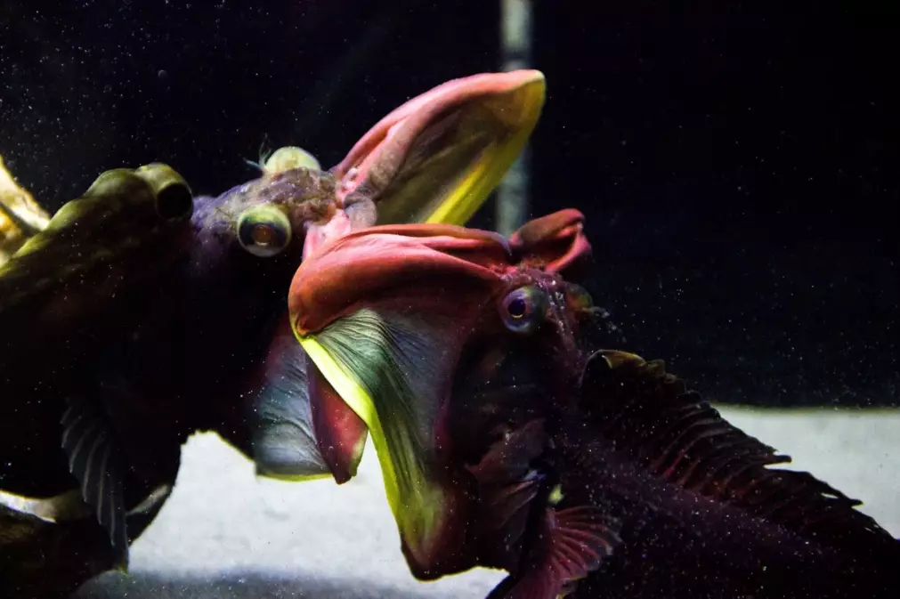 sarcastic fringehead diet