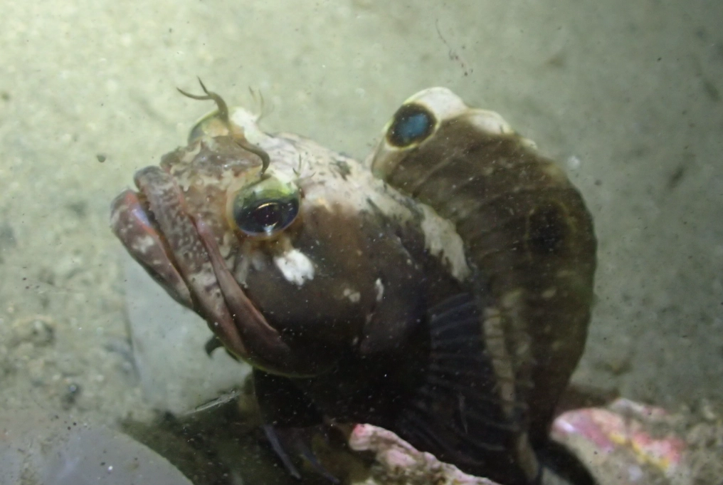 fringehead bite force
