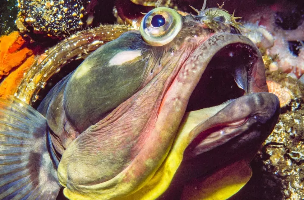 what do sarcastic fringeheads eat what do sarcastic fringeheads eat