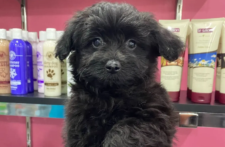 Poodle pomeranian mix black