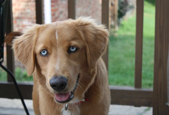 Is Golden Retriever Husky mix a good dog?
