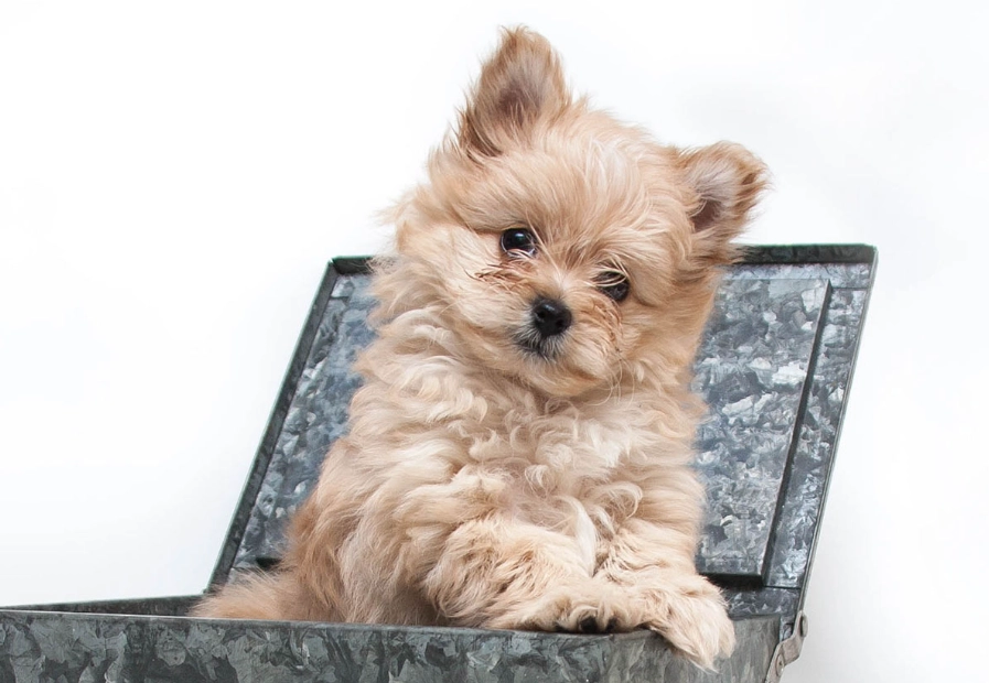 Poodle Pomeranian mix