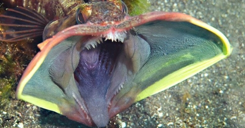 fringehead bite force