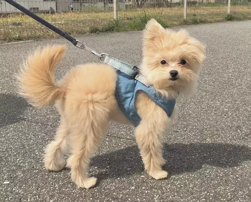 Pomeranian Poodle mix