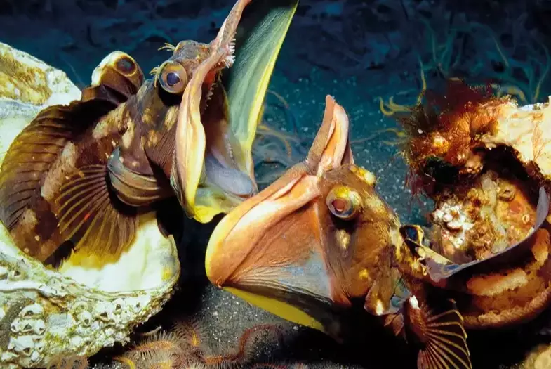 Is the sarcastic fringehead real?