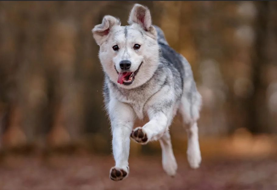 husky golden mix temperament