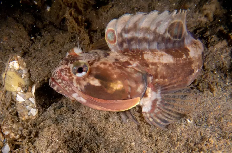 sarcastic fringehead real
