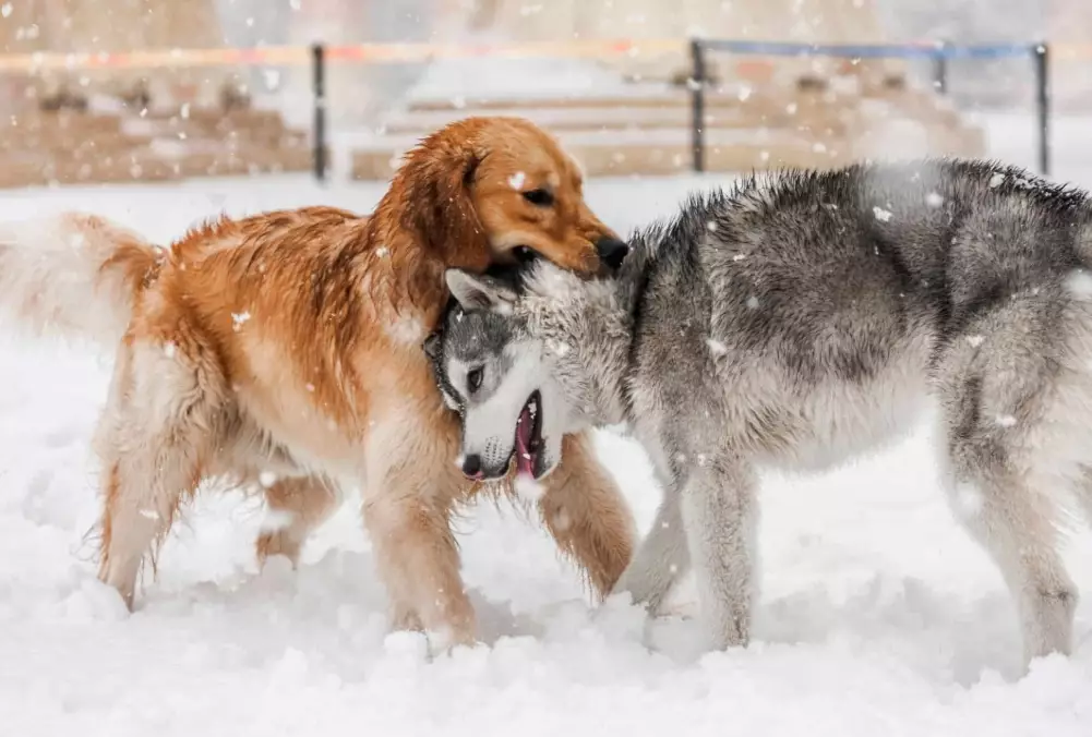 golden husky weight chart