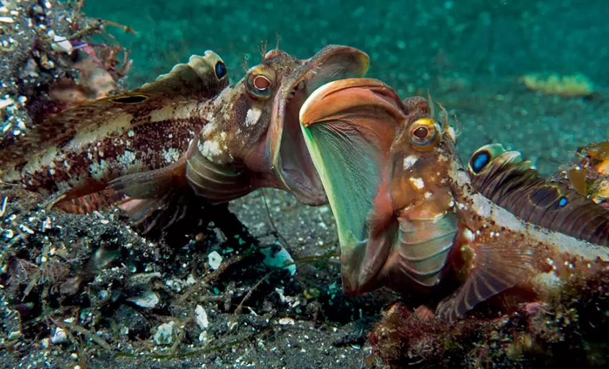 Neoclinus blanchardi