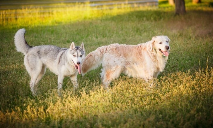 golden husky weight chart