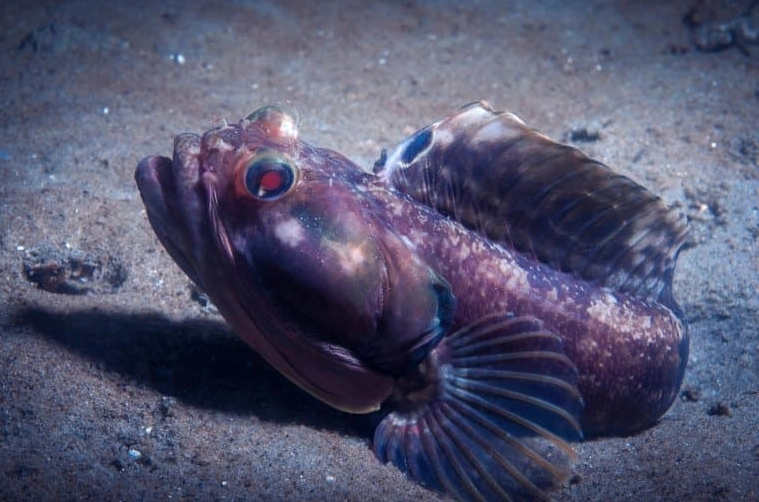 sarcastic fringehead fish