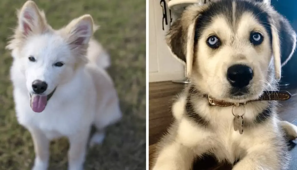 pomeranian poodle mix size