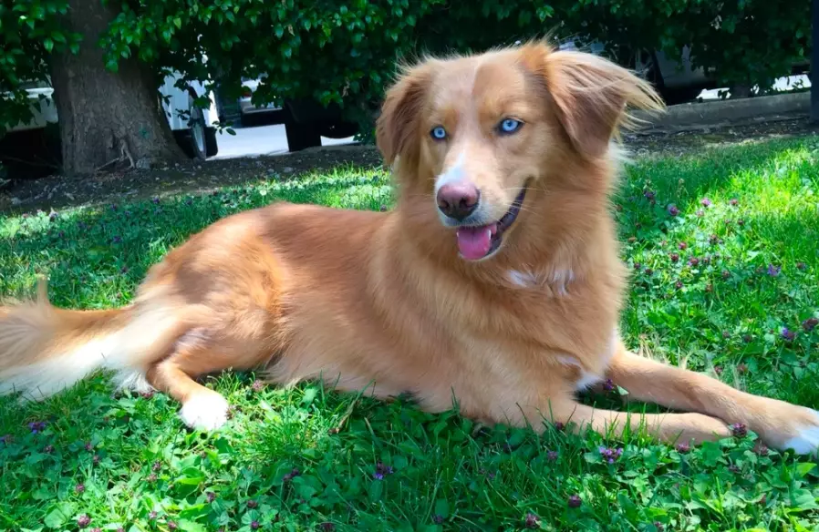 Golden Retriever Husky mix