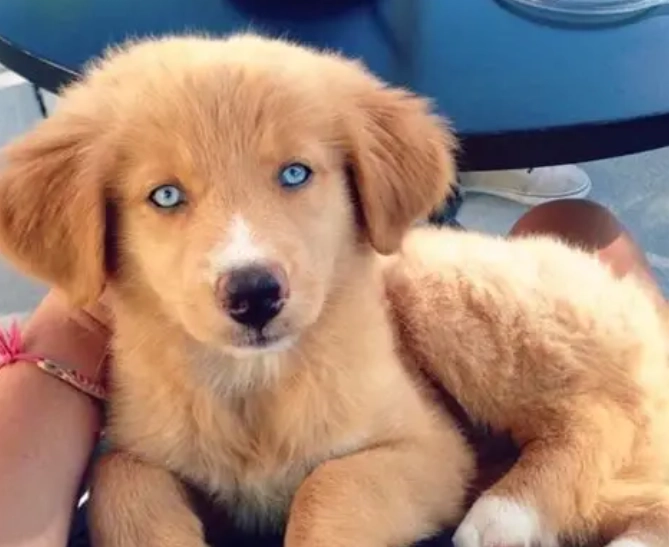 Golden Retriever Husky mix