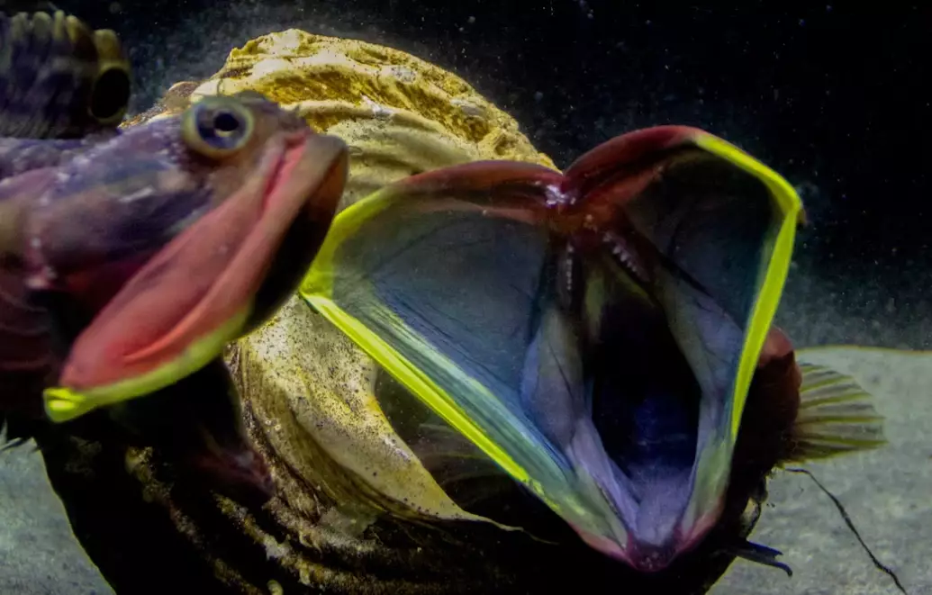 sarcastic fringehead bite