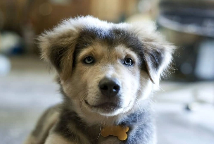 Husky Golden Retriever mix Husky Golden Retriever mix