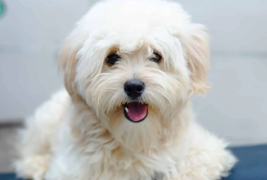 pomeranian poodle mix size