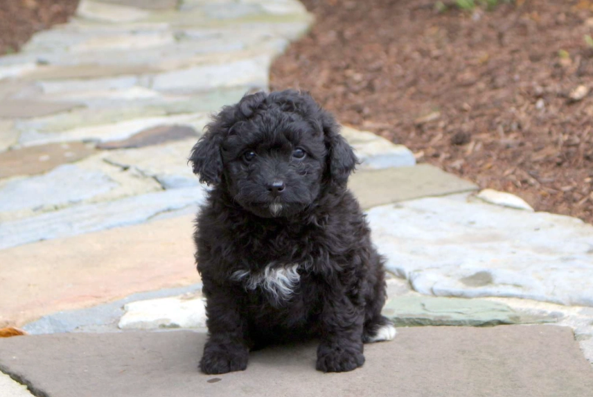 black pomerapoo care