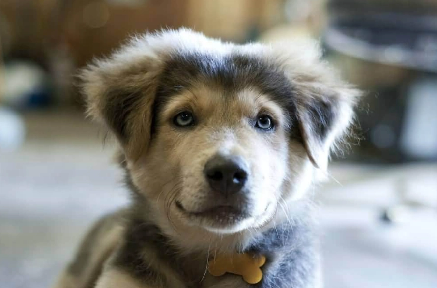 husky golden retriever mix name