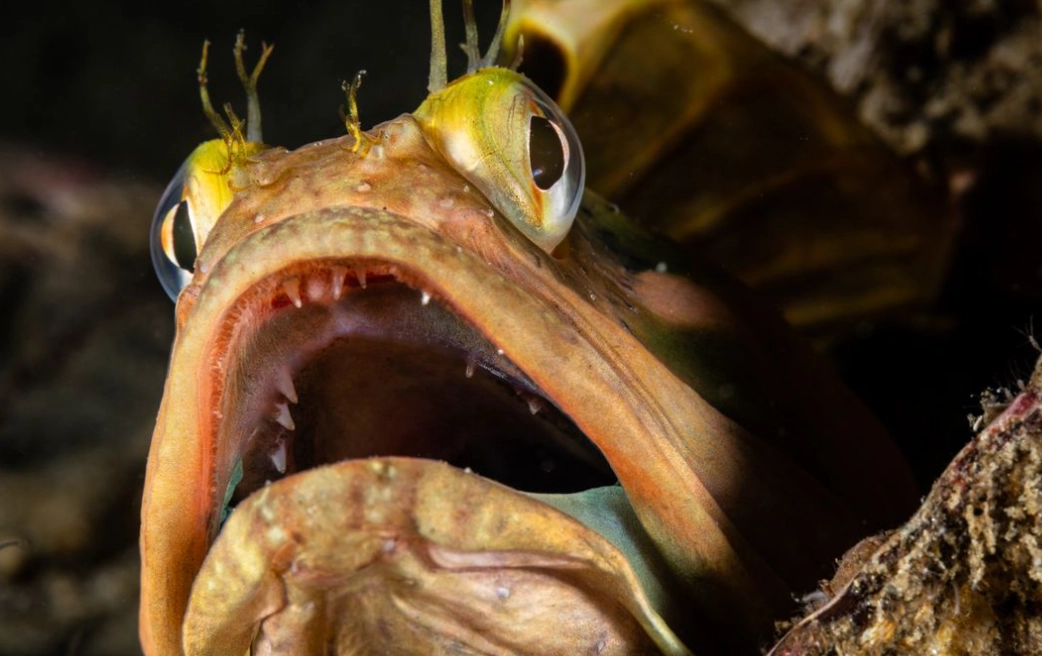 sarcastic fringehead fish