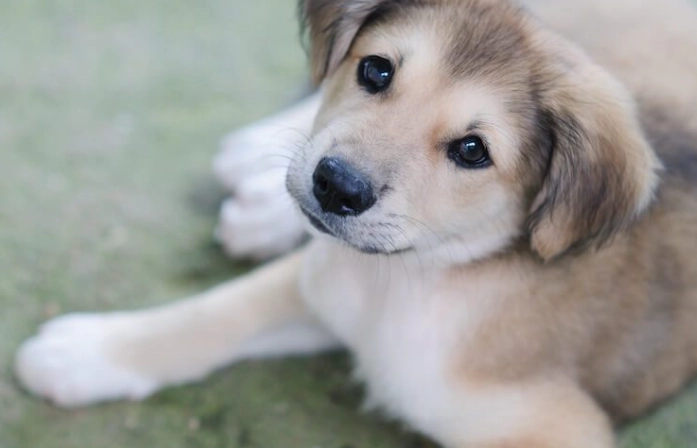Golden Retriever Husky mix