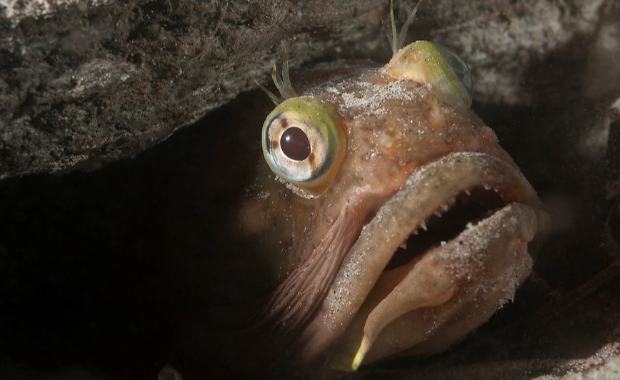 What does a sarcastic fringehead eat?