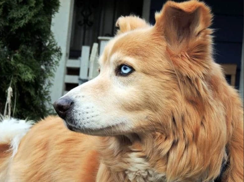 husky golden retriever mix name