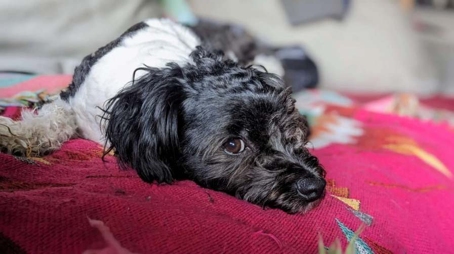 black pomerapoo temperament