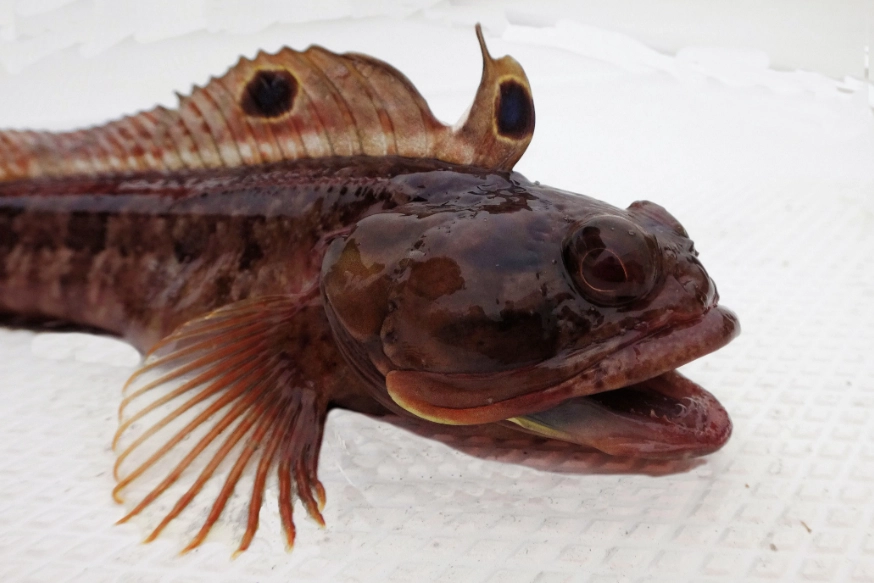 Fish sarcastic fringehead edible